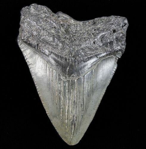 Juvenile Megalodon Tooth - South Carolina #74220
